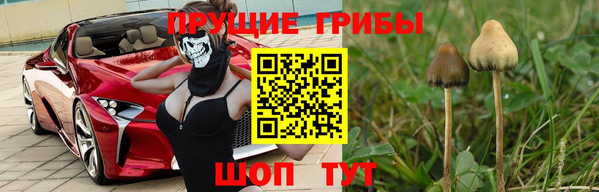 Фролово  Псилоцибиновые грибы GOLDEN TEACHER  цена   Вход с VPN 